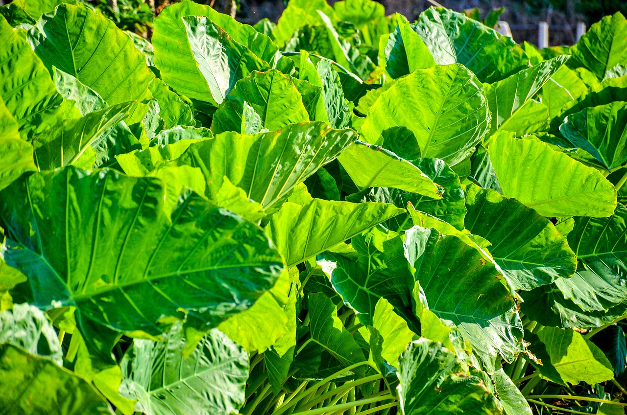 The Impact of Agriculture on Freshwater Ecosystems